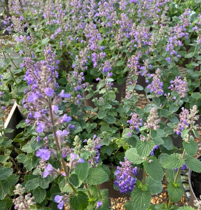 8b93544a-a68c-4920-9d7c-30f9de2f3418