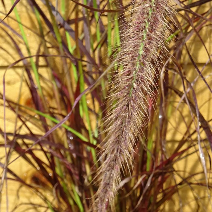 8f98886d-32bb-46bc-9087-2809b6feddae