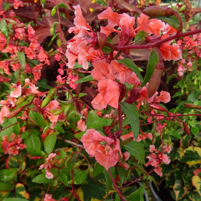 dc390005-b539-4c44-9183-7812c7c099aa