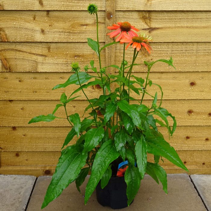 b61fa042-eddc-4365-b9e0-5482301e3f34