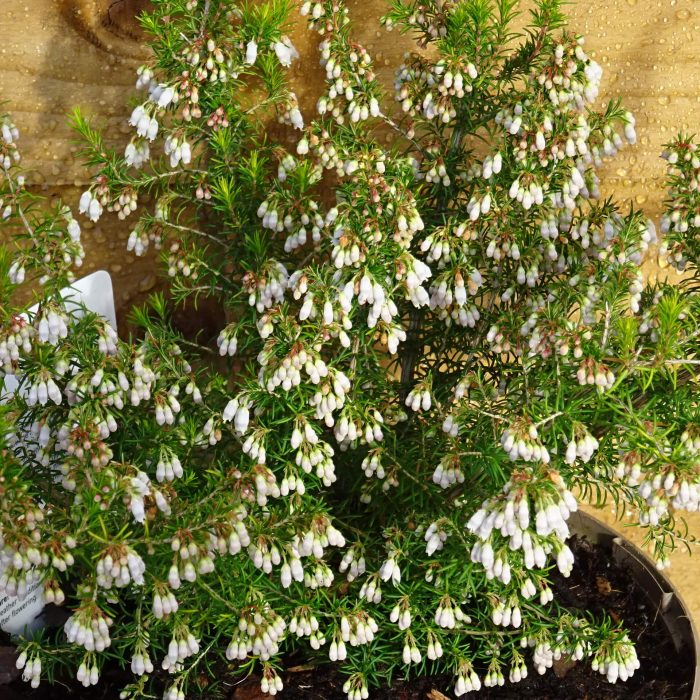 e851ee4c-5753-4e79-8287-642addc1a38e