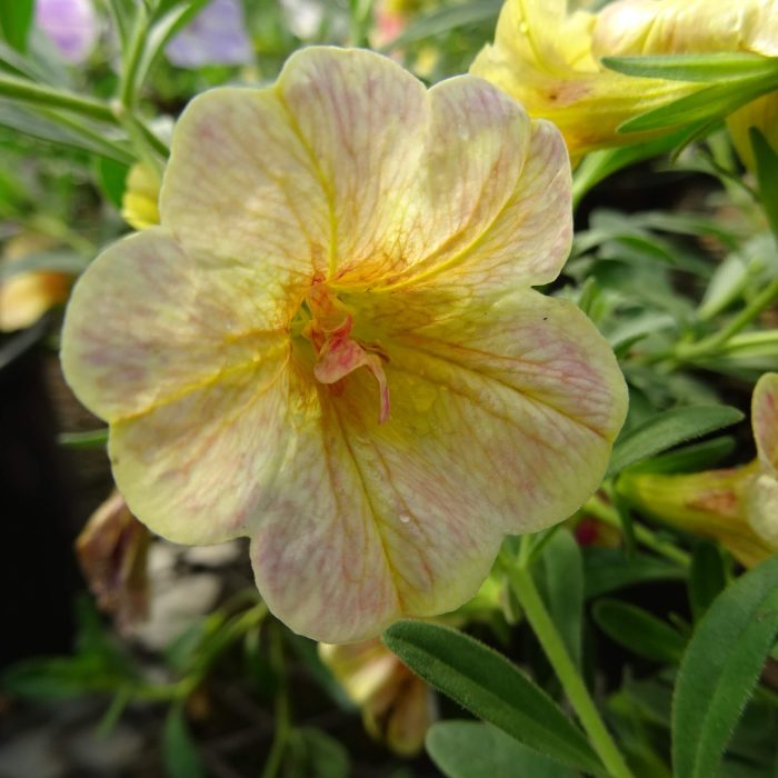 4444a06d-0d84-457e-9949-37d81b920e8f