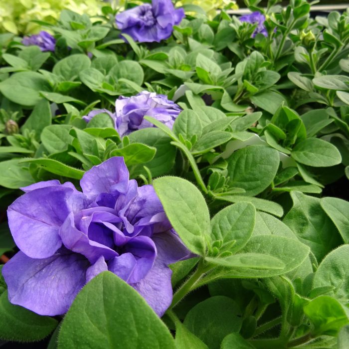 55235ec7-4322-477d-976c-1f440fdf14a9