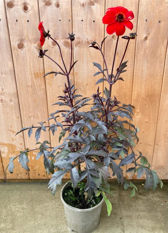 b8502583cffb080af9cad41b232d5e81.jpg 6f73f073-31dc-4186-a85c-b5ccd12e9585