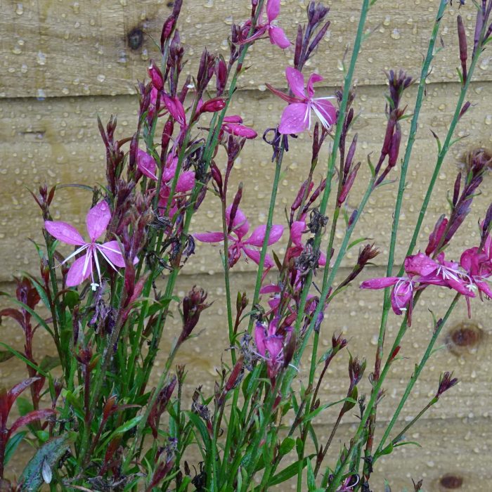 a6e8feb9-794f-4850-b07f-67a776dc9233