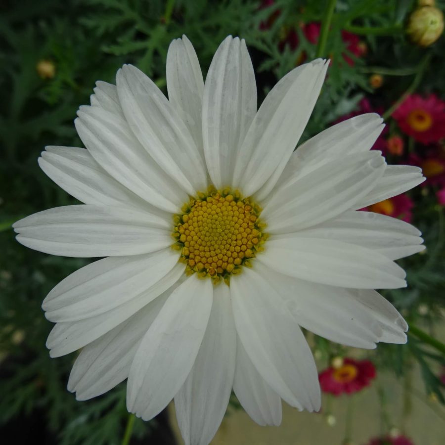 Argyranthemum- 