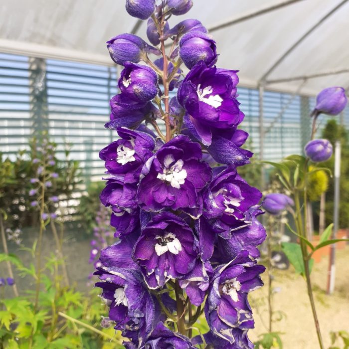 68b10b2b-6d68-4b48-b248-eb0f083ee29c