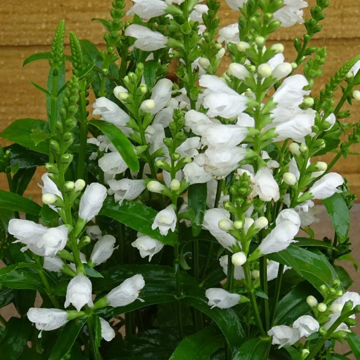 1be635ec-85b8-4394-83ad-21578126c790