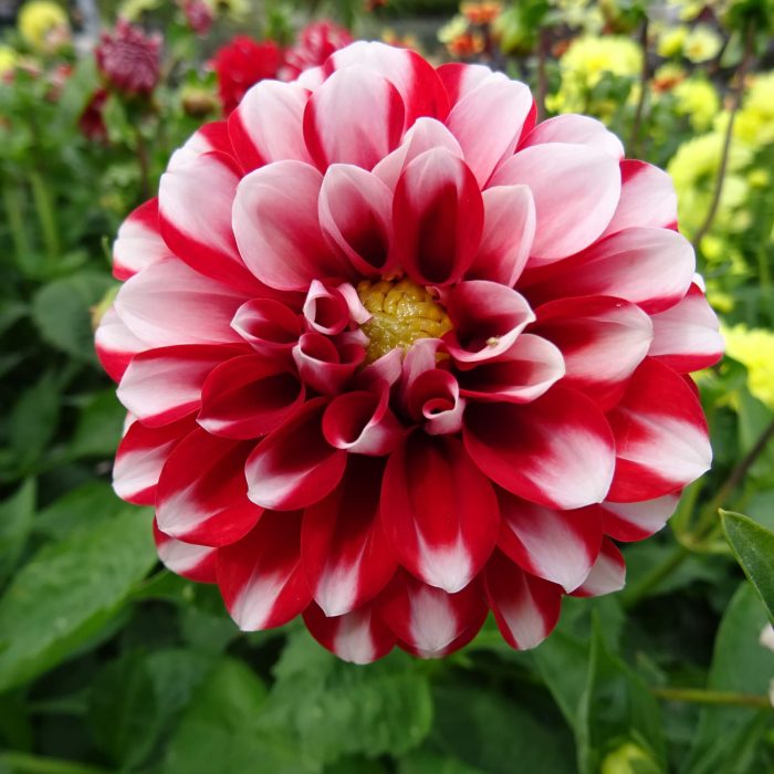 8fc16965-87cd-48c9-8cd8-c815fc9e126f