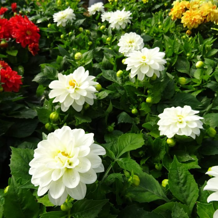 ba82d01e9ab4712dd3f239c49ed8ba13.jpg 05e5428c-53e3-43ef-97e3-7ffcaad1a597