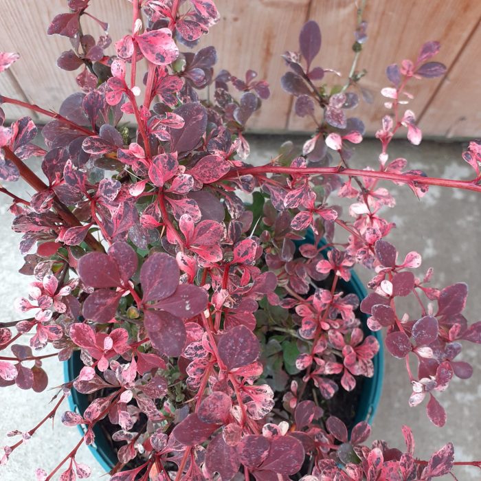 c71119a0-1c6a-4687-9cf3-3032470da342