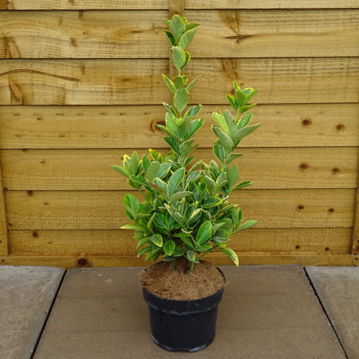 dd268d65-ef59-45ba-9761-65019a767339