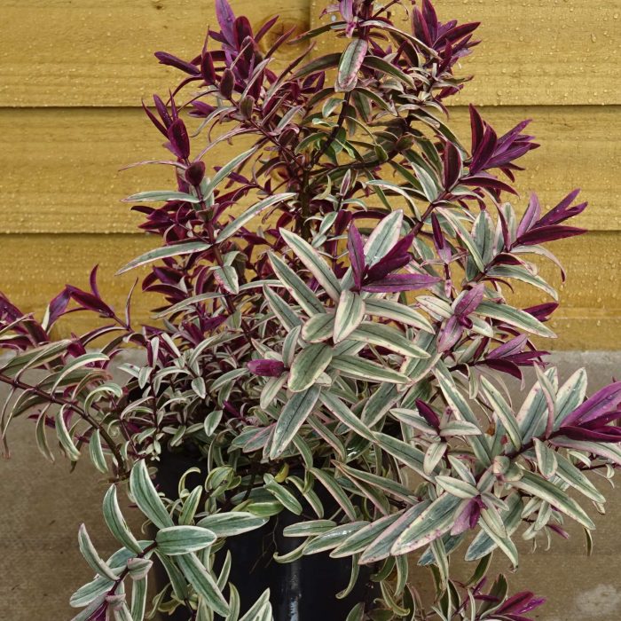 20757857-2452-4db5-81d3-f305334ff02d