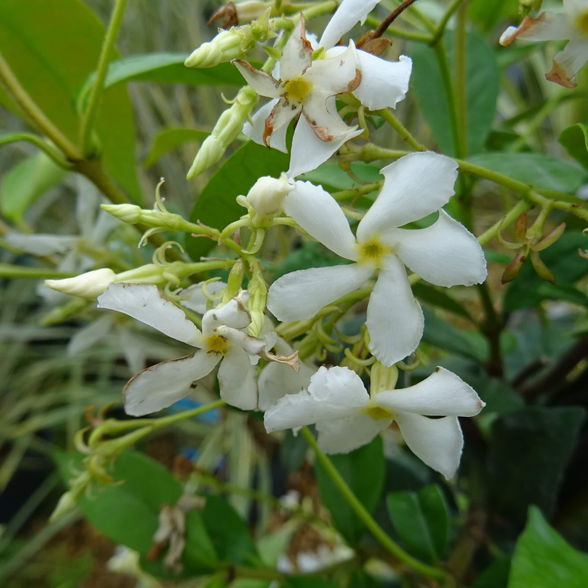 Rhyncospermum Jasminoides 3Ltr ⋆ Cuckoo Bridge Nursery & Farm Shop