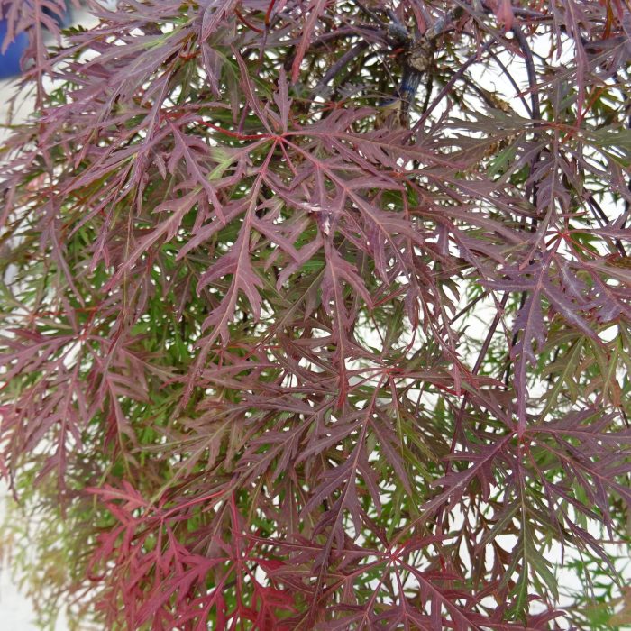 b20fa17d-f69a-47f0-9e2c-26ea87cbd432