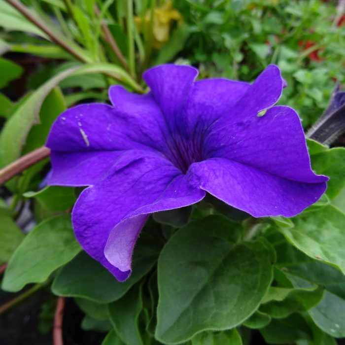 86c5cb36-8f38-4118-ac1e-0999ef3f96f0