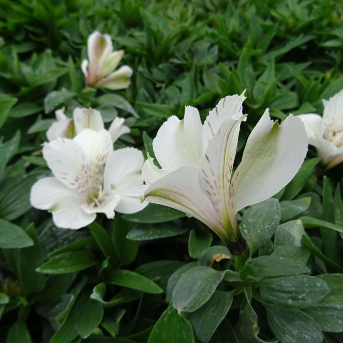 e5e3c182-081a-446d-8768-a329bf3ca053