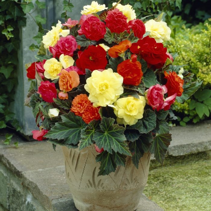 begonia-non-stop-mix-10066.jpg 5178d169-0c5b-4b83-8140-e91de7c1ad04