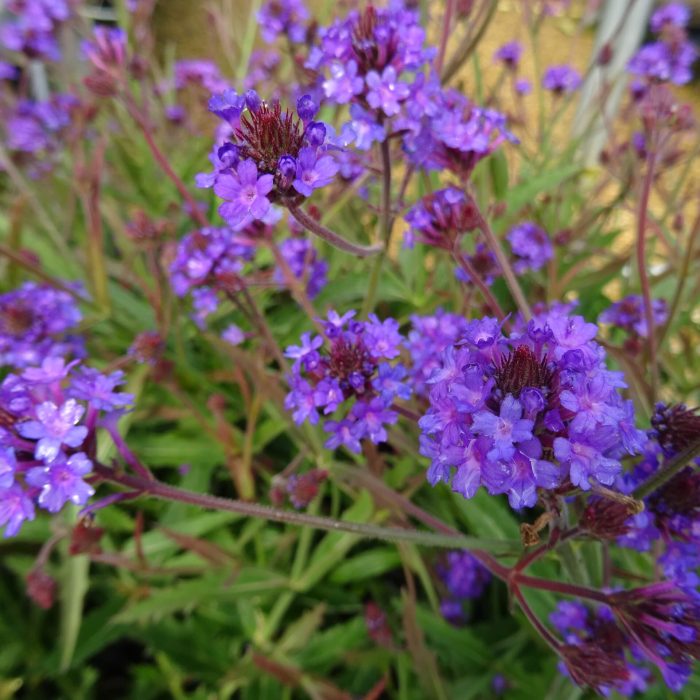 826dfe65-f576-4a2f-920a-d9ce295d9b33