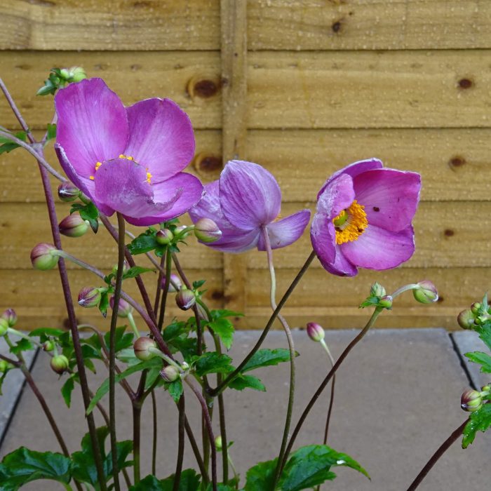 80e42f59-9844-4391-9717-fed0359740cf