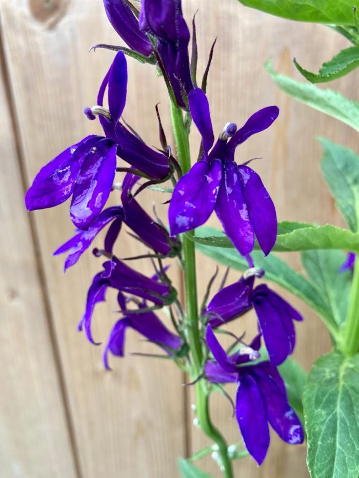 c15b9886a42396fb369be8f4e074da81.jpg a524d6d7-6ad3-498a-a378-3118d258e99e