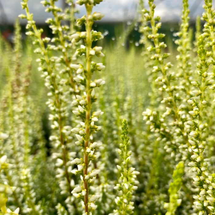 585a9625-e733-41ec-a4cd-9bc6034cb6eb