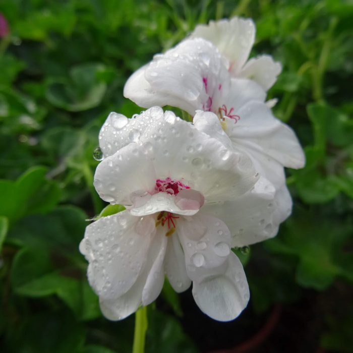 fe967b53-82b7-4f6f-b9ce-f349167520f7