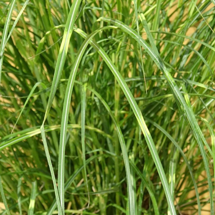 17621021-a3c0-49f0-b9fc-9e356790857e