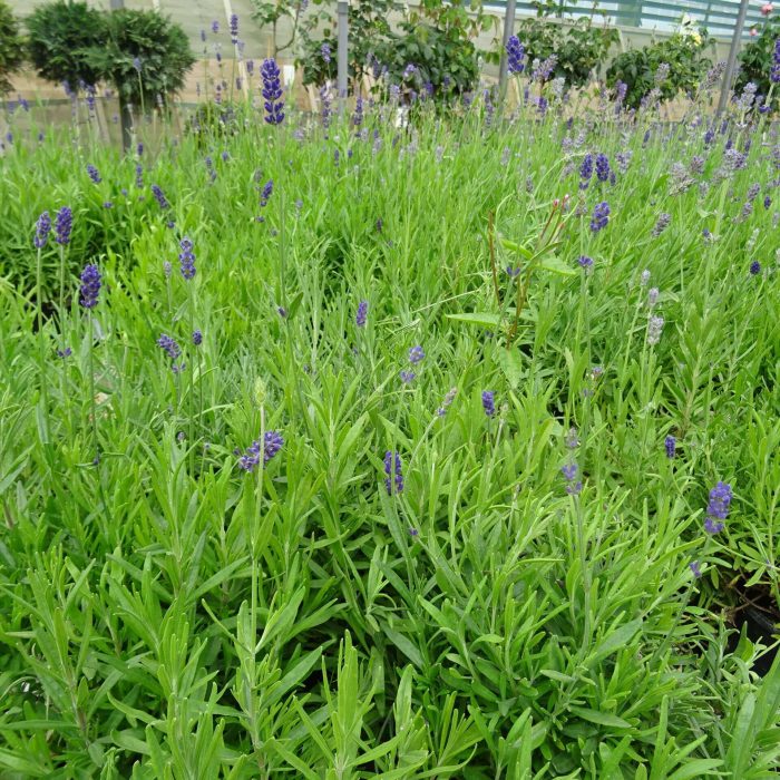 fb4c02d4-0744-44db-8965-b9f9bd8d5e89