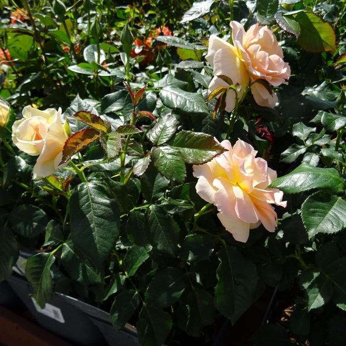 40bbb3da-1ecc-4e39-b298-55e5aa4b370c