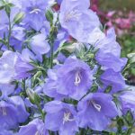 aeb7c361-1973-4a08-9365-524d76ac1698