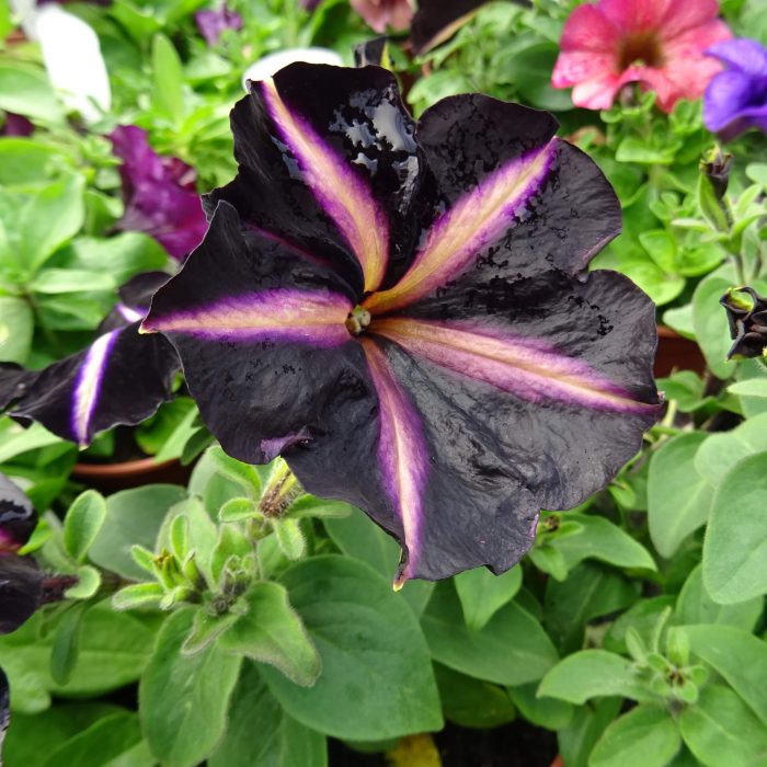 8847650d-add7-4a70-84c3-037aafa59413