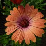 bf2ec16f-96ec-4601-8177-e89c2c598b9d