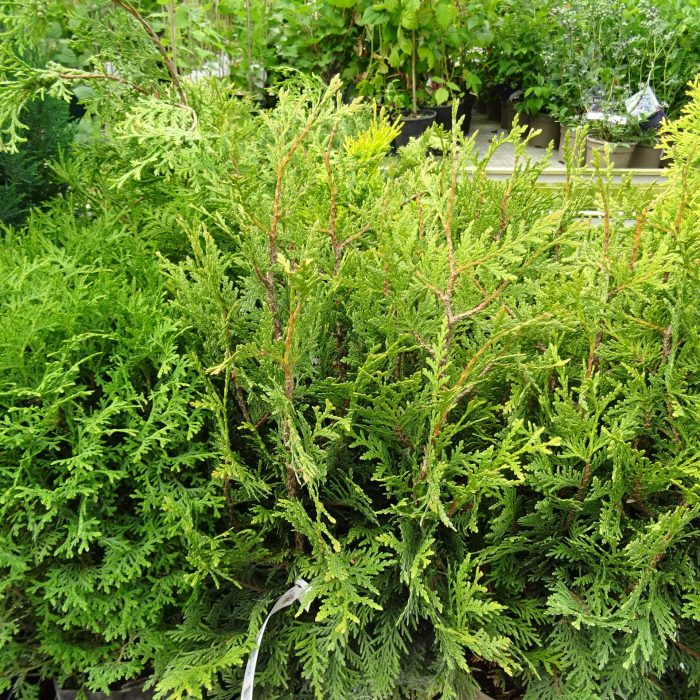 c5735fcaec186772f8578a41e707e2f9.jpg ca4ab716-8e1b-42f2-9896-81e313cb0d7b