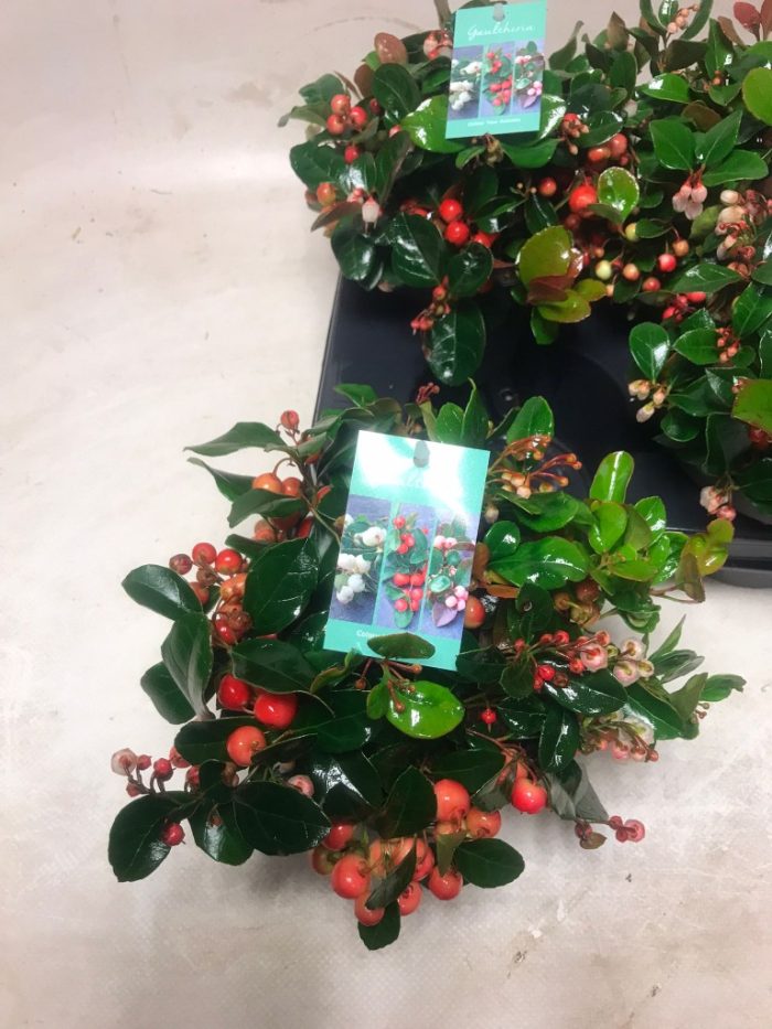 c6249b8faa1daa136f72171e201b3732.jpg 41667ad5-cf7f-4815-83c1-8be94ec7fc75