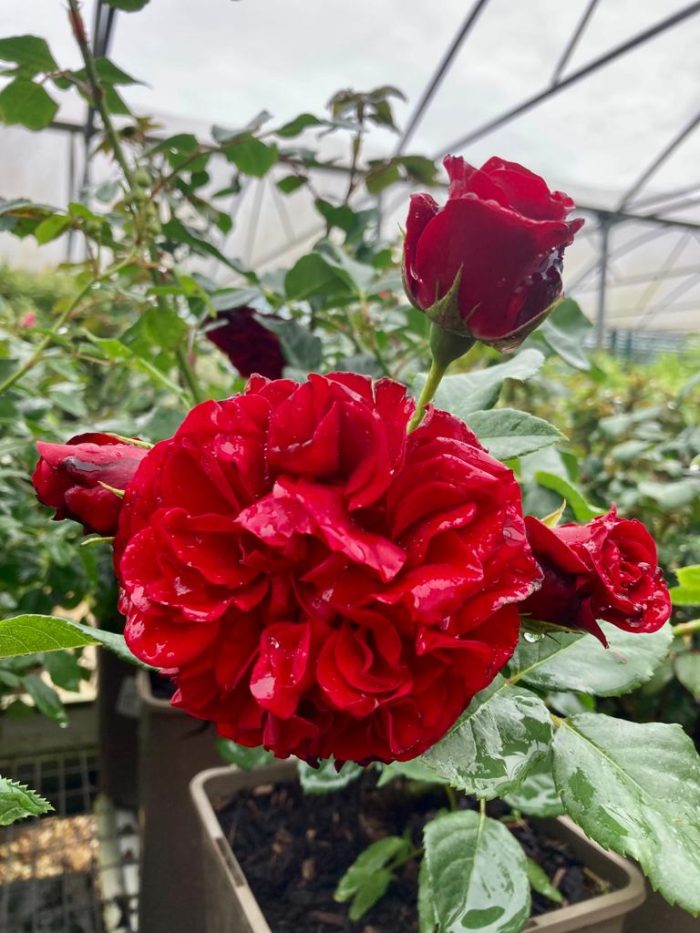 303ed50d-d730-47c3-9bea-906a93f0edd0