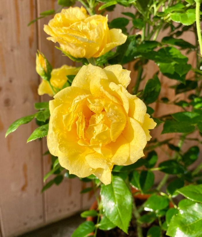 6d6e35bf-b480-4bd4-86fe-f40553a446bb