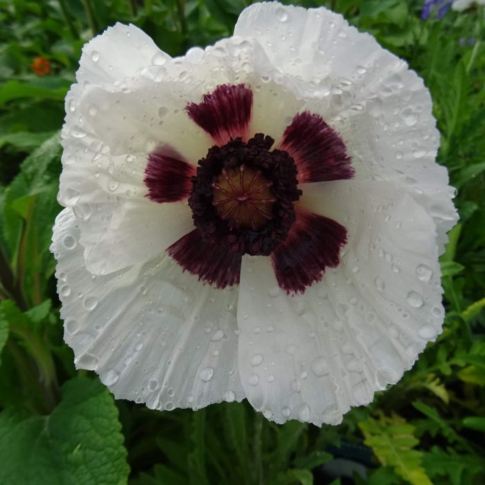 cd23b7c6-d4cb-4bda-9381-dcd2bb3eff96