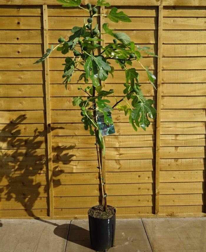 ab341553-e5ab-4765-a6eb-6c61156ab7b8