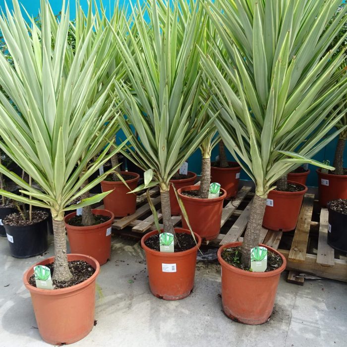 cb4f8bdf329267b910eebb71ad1adab2.jpg 94492f6b-ed85-46dc-9bd4-b2fcb15ba385