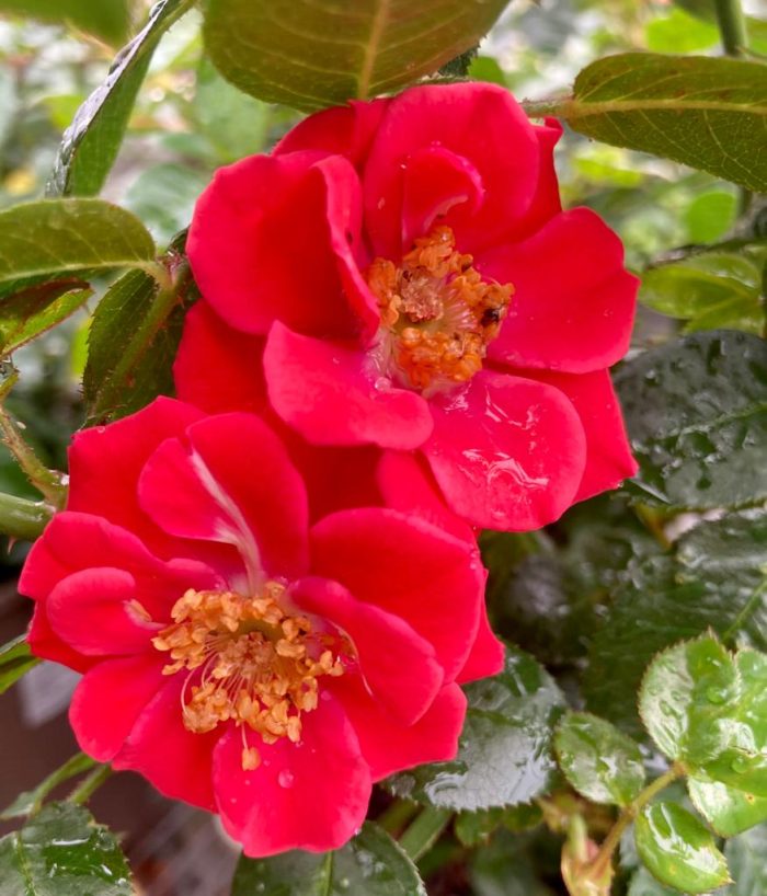 633fb246-0f61-40e6-9433-d3063f9667a4