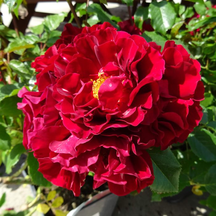 6356581d-1288-4cac-98cb-68ecff2f72da