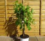 dc354e33-1664-4670-be74-745b11143fee