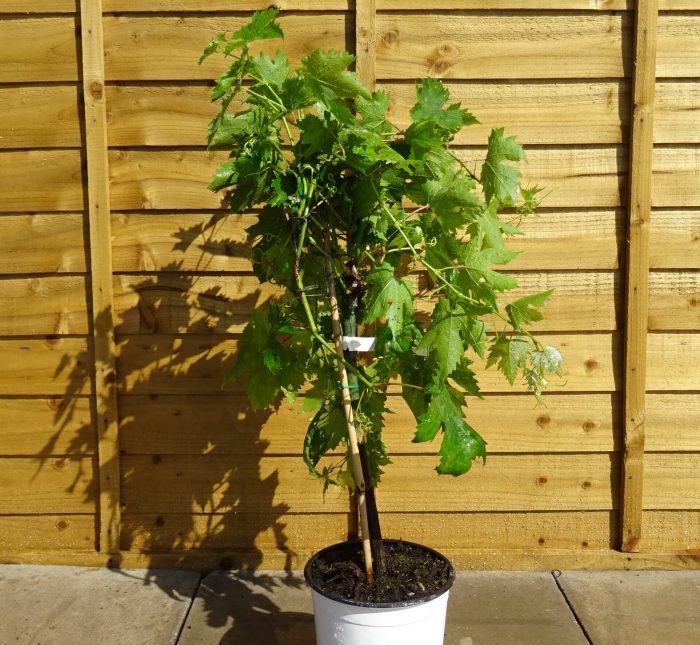 dc354e33-1664-4670-be74-745b11143fee