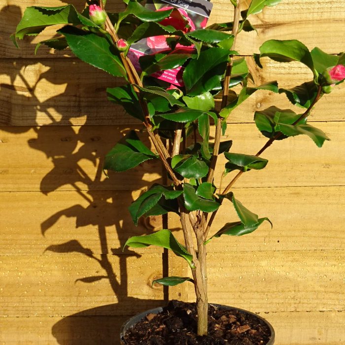 5a4d417a-449b-4a13-8345-3e30e72dd5a6