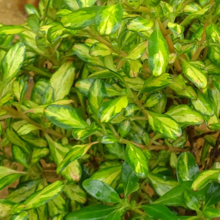 58c8d990-1e82-44be-a2e6-ec545f890a76