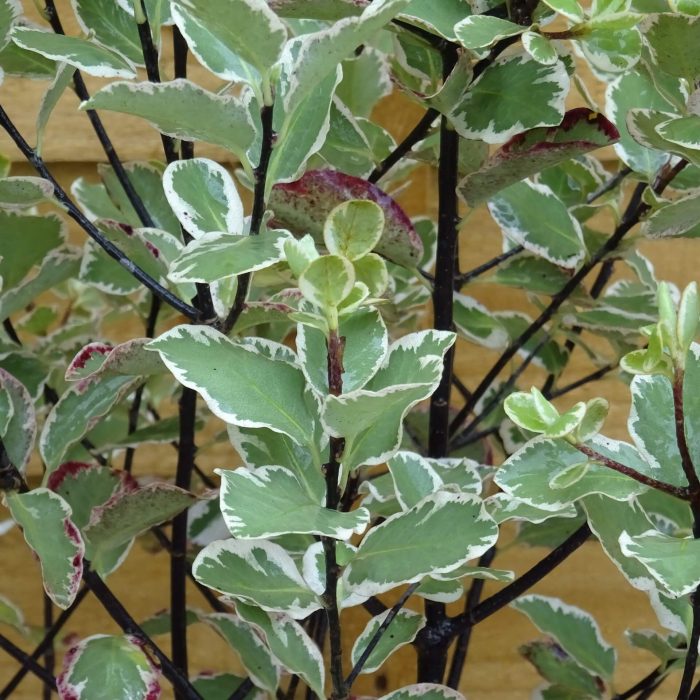 b4f57c8b-4ce8-4c03-a6a1-0c4b5e40ad2a