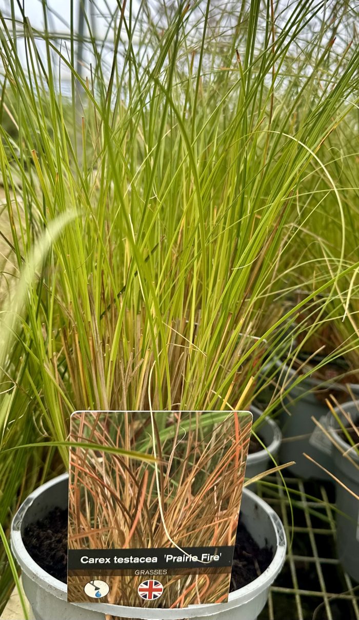 cd8091d7cbbe00f64e987e5b9b8f5702.jpeg 514fe2b7-e643-4189-9b84-991a2b163c2c