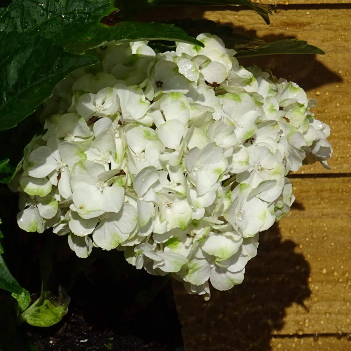 9089b370-bbac-4628-b731-2d308e7f0112