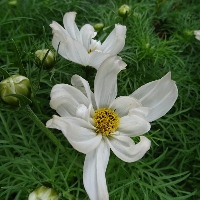 ce2970f794468e23f9c863414fc199a2.jpg 03673d7e-bdf4-47d0-80ee-7b9bbd31e007